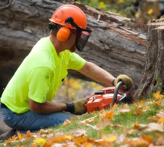 tree services Delshire